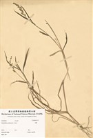 藏品(芒稷)的圖片
